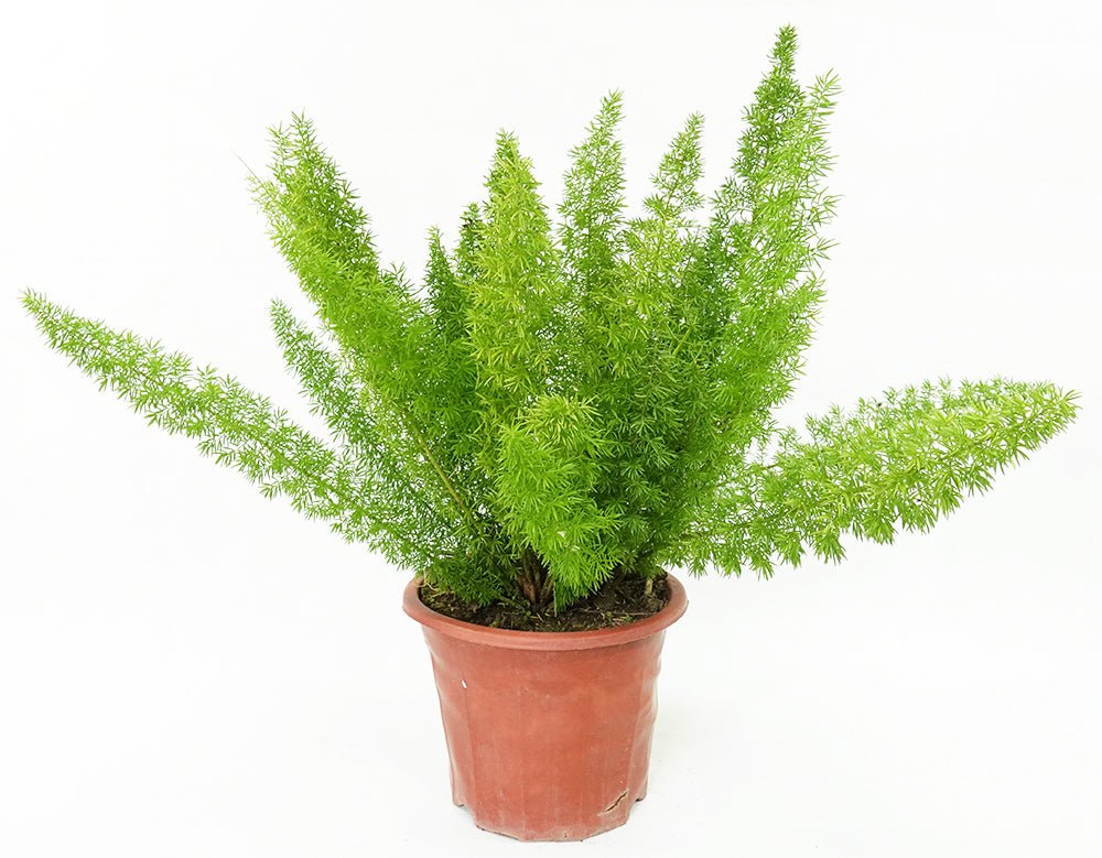 狐尾天門冬（Asparagus densiflorus 'Myers'）