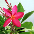 Frangipani Red Garden Plus