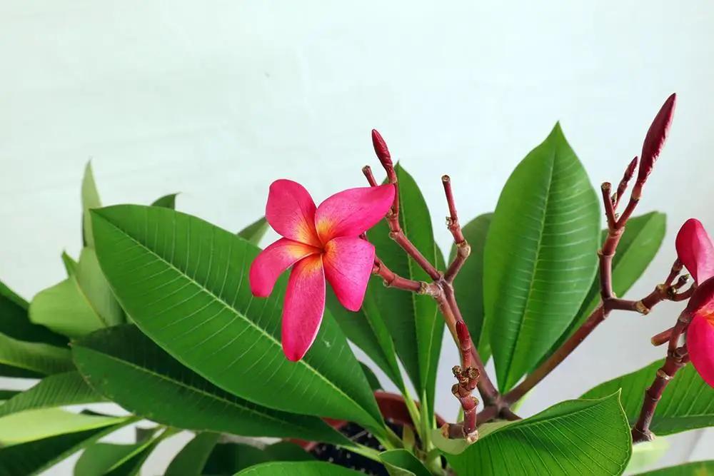 Frangipani Red Garden Plus