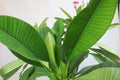 Frangipani Red Garden Plus