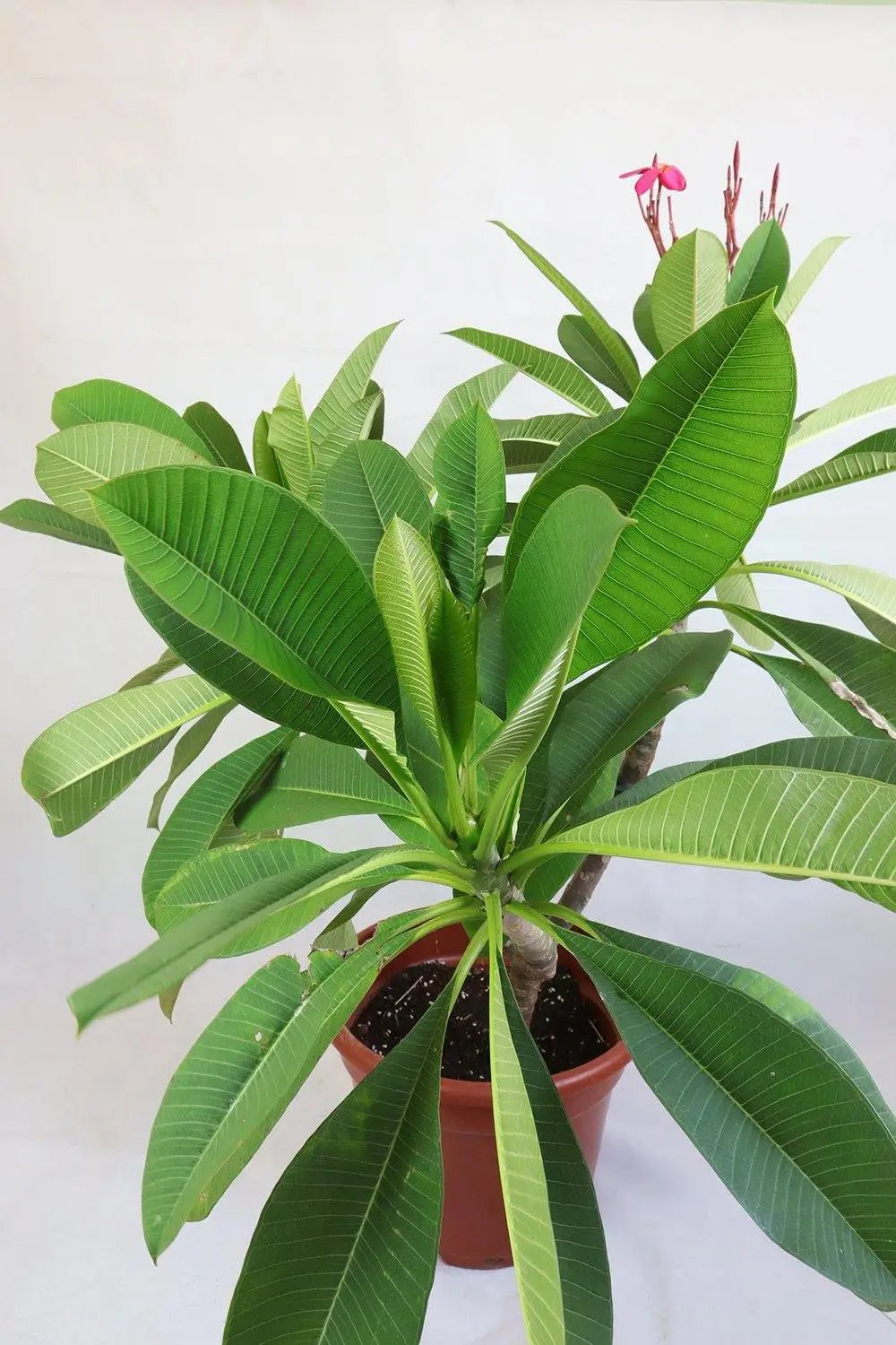 Frangipani Red Garden Plus