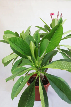 Frangipani Red Garden Plus