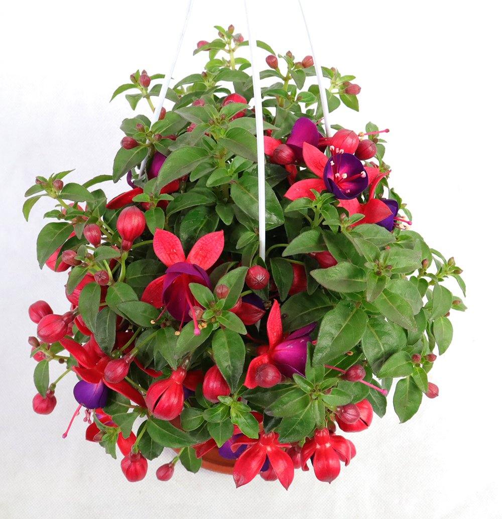 Fuchsia Hybrida Garden Plus