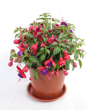 Fuchsia Hybrida Garden Plus