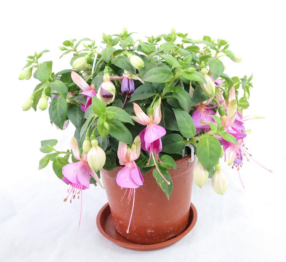 Fuchsia Hybrida Garden Plus