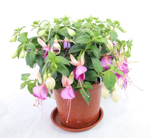 Fuchsia Hybrida Garden Plus
