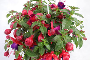 Fuchsia Hybrida Garden Plus