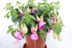 Fuchsia Hybrida Garden Plus
