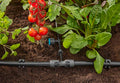 Gardena Adjustable Inline Drip Head 1–8 l/h, pressure compensating Garden Plus